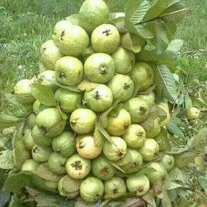 Meet your Posher, Khalid